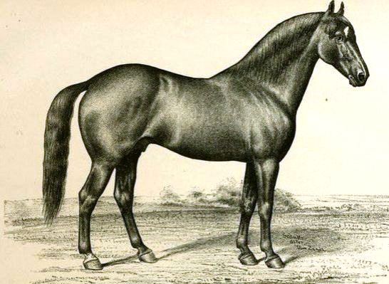 Horse_Henry_Clay-crop